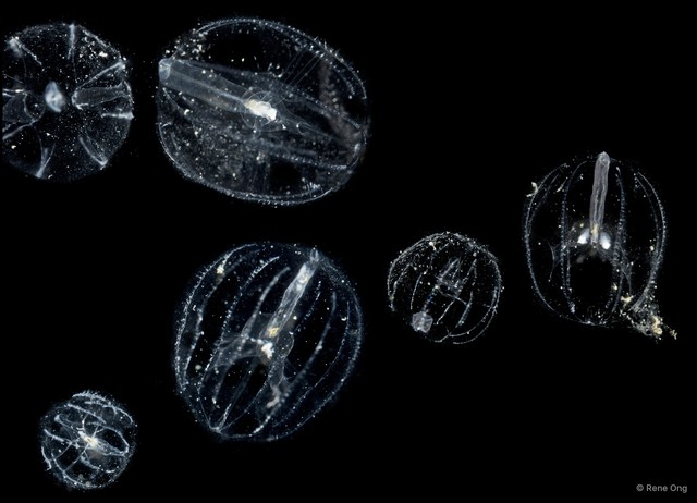 Tentaculata sp. "Comb jelly 2"•&copy; Rene Ong•All Rights Reserved