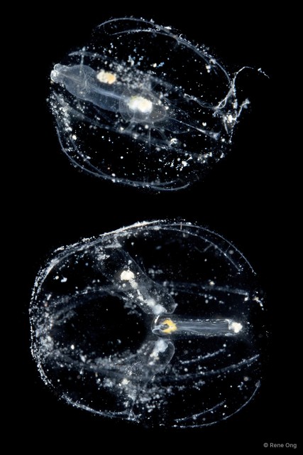 Tentaculata sp. "Comb jelly 3"•&copy; Rene Ong•All Rights Reserved