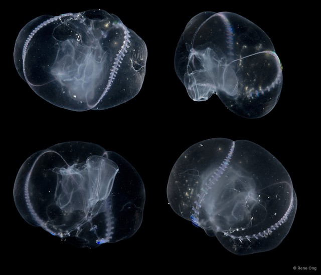 Tentaculata sp. "Comb jelly 4"•&copy; Rene Ong•All Rights Reserved