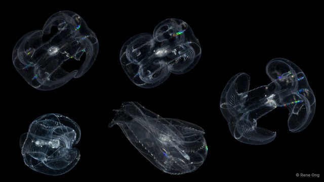 Tentaculata sp. "Comb jelly 5"•&copy; Rene Ong•All Rights Reserved