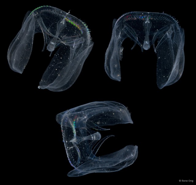 Tentaculata sp. "Comb jelly 6"•&copy; Rene Ong•All Rights Reserved