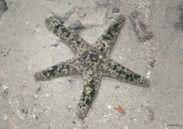 Asteroidea sp. "Scaly sea star"•&copy; Rene Ong•All Rights Reserved