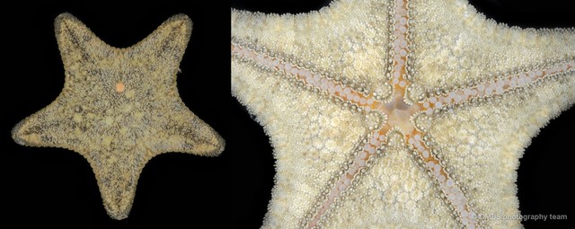 Asteroidea sp. "Sea star 1"•&copy; CMBS photography team•All Rights Reserved