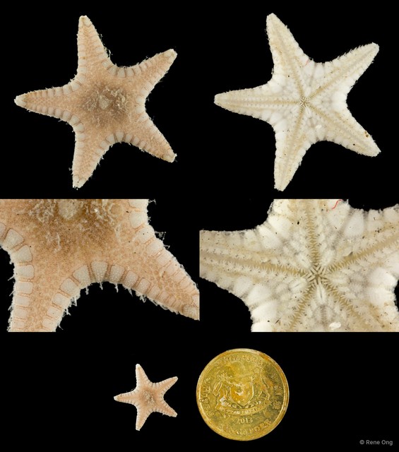 Asteroidea sp. "Sea star 10"•&copy; Rene Ong•All Rights Reserved