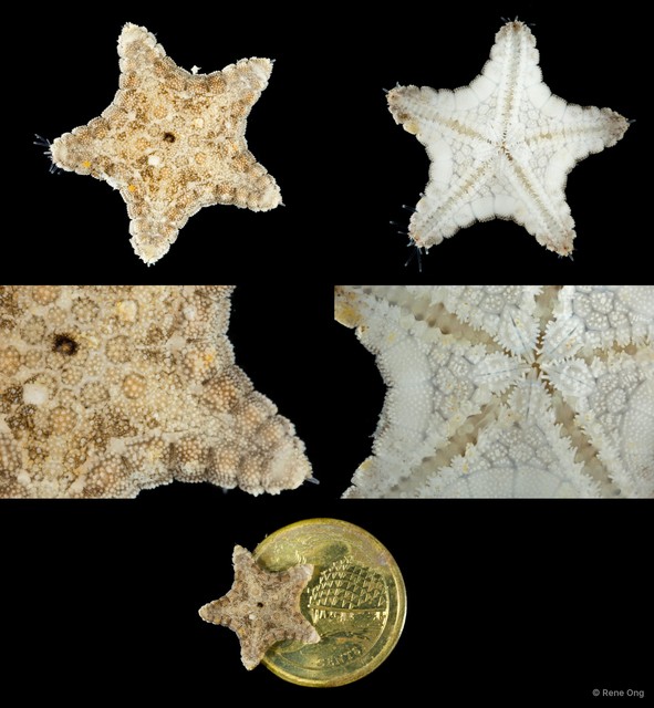 Asteroidea sp. "Sea star 11"•&copy; Rene Ong•All Rights Reserved