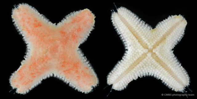 Asteroidea sp. "Sea star 12"•&copy; CMBS photography team•All Rights Reserved