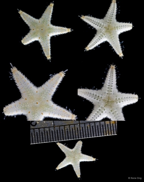 Asteroidea sp. "Sea star 13"•&copy; Rene Ong•All Rights Reserved