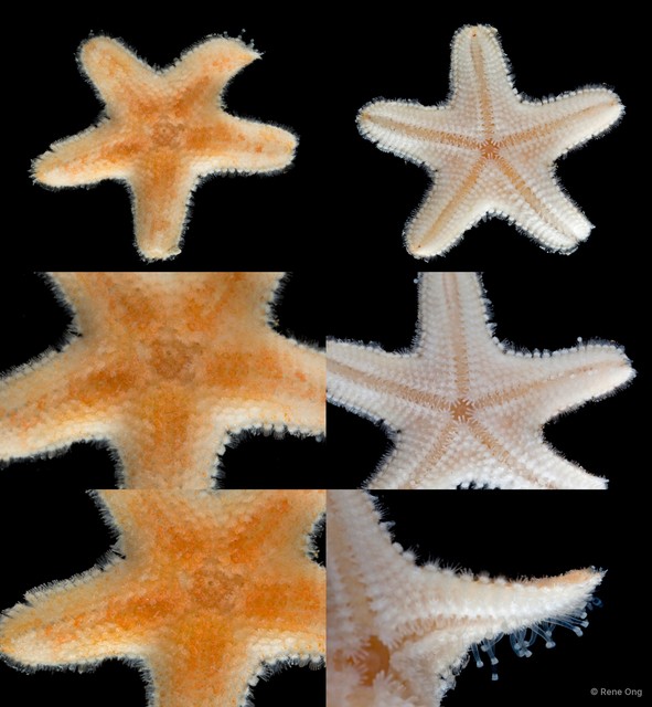 Asteroidea sp. "Sea star 14"•&copy; Rene Ong•All Rights Reserved