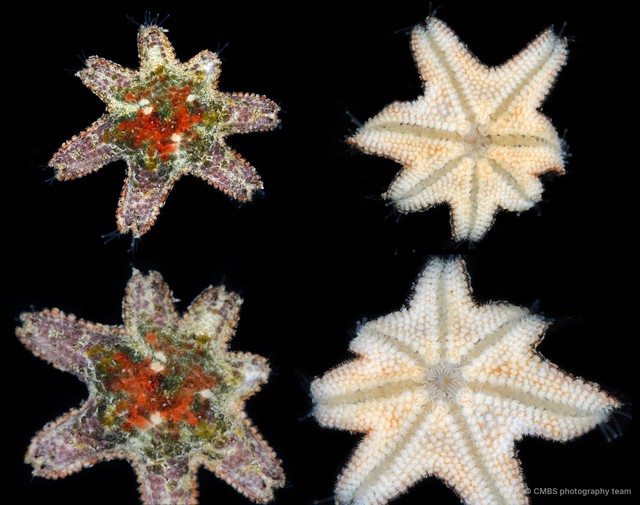 Asteroidea sp. "Sea star 15"•&copy; CMBS photography team•All Rights Reserved