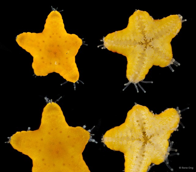Asteroidea sp. "Sea star 16"•&copy; Rene Ong•All Rights Reserved