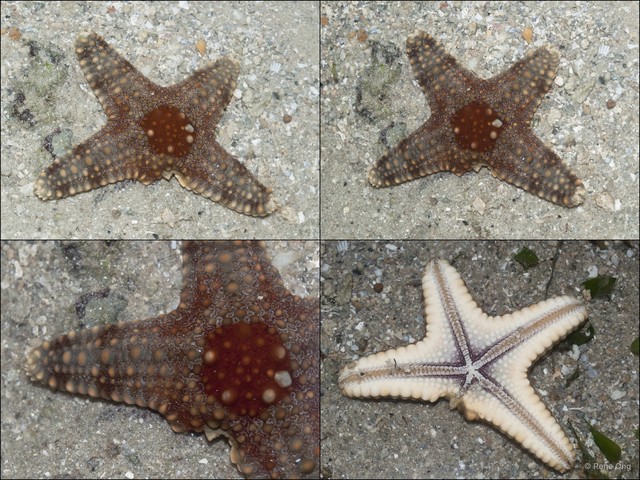 Asteroidea sp. "Sea star 17"•&copy; Rene Ong•All Rights Reserved