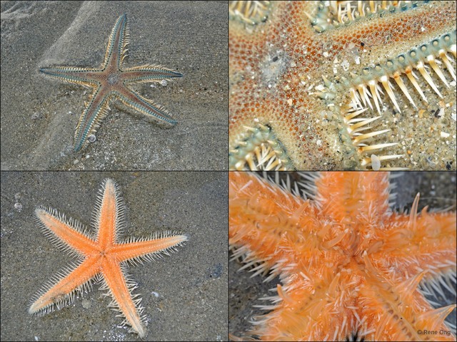 Asteroidea sp. "Sea star 18"•&copy; Rene Ong•All Rights Reserved