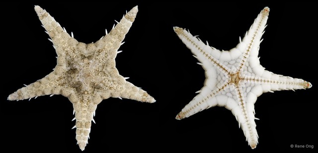 Asteroidea sp. "Sea star 2"•&copy; Rene Ong•All Rights Reserved