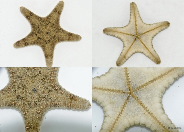 Asteroidea sp. "Sea star 3"•&copy; Rene Ong•All Rights Reserved