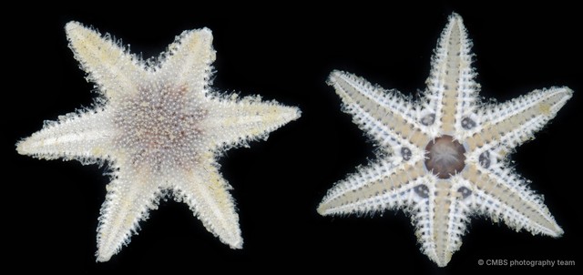 Asteroidea sp. "Sea star 4"•&copy; CMBS photography team•All Rights Reserved