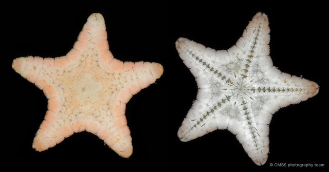 Asteroidea sp. "Sea star 5"•&copy; CMBS photography team•All Rights Reserved