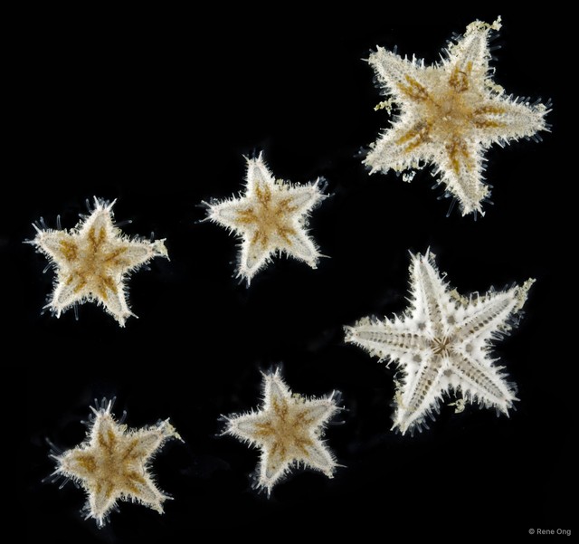 Asteroidea sp. "Sea star 9"•&copy; Rene Ong•All Rights Reserved