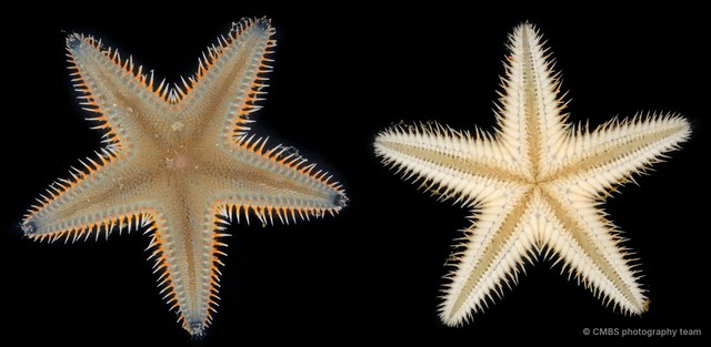 Astropecten sp. "1"•&copy; CMBS photography team•All Rights Reserved