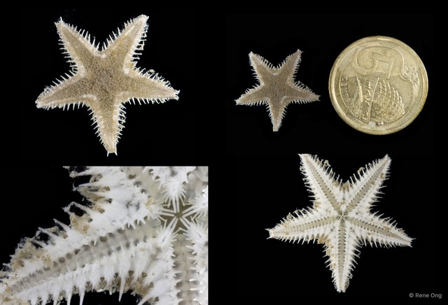 Astropecten sp. "2"•&copy; Rene Ong•All Rights Reserved
