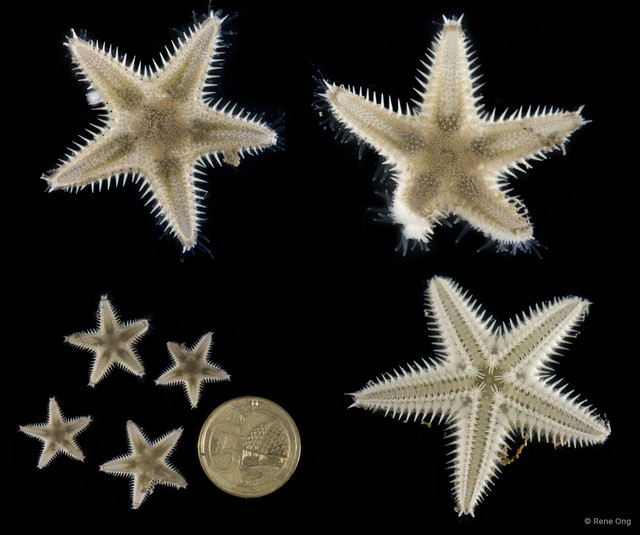 Astropecten sp. "3"•&copy; Rene Ong•All Rights Reserved
