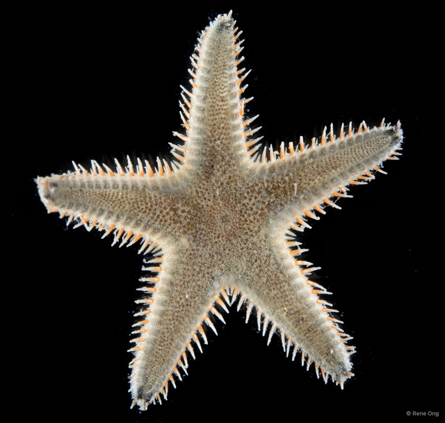 Astropecten sp. "4"•&copy; Rene Ong•All Rights Reserved