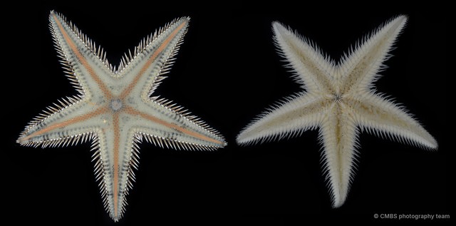 Astropecten sp. "5"•&copy; CMBS photography team•All Rights Reserved
