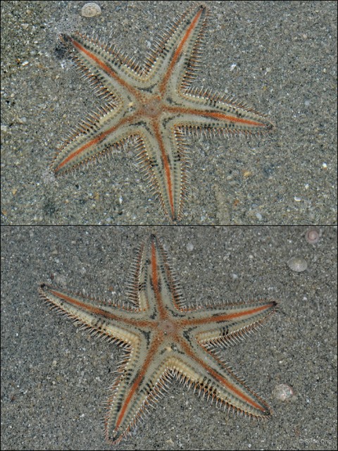 Astropecten sp. "576d5a7a"•&copy; Rene Ong•All Rights Reserved