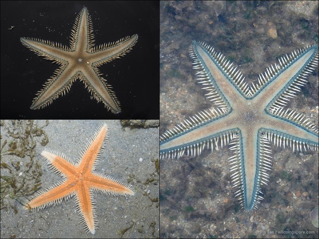 Astropecten sp. "aadf7552"•&copy; Ria Tan•All Rights Reserved