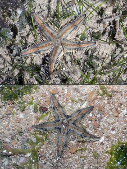 Astropecten sp. "aadf7555"•&copy; Ria Tan•All Rights Reserved