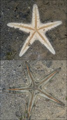 Astropecten sp. "aadf7555"•&copy; Rene Ong•All Rights Reserved