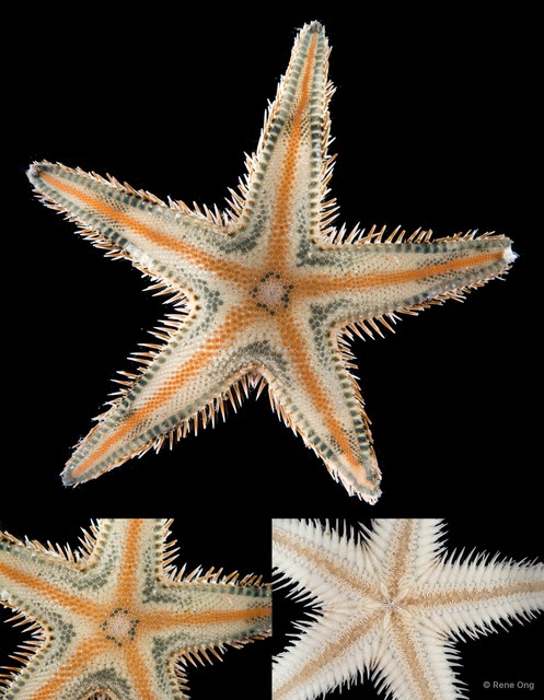 Astropecten sp. "cf. indicus"•&copy; Rene Ong•All Rights Reserved