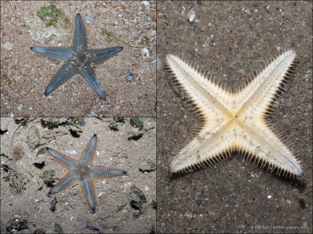 Astropecten indicus•&copy; Ria Tan•All Rights Reserved