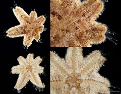 Luidia sp. "3"