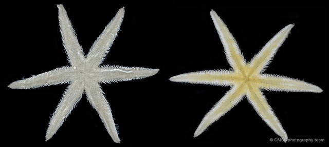 Luidia sp. "4"•&copy; CMBS photography team•All Rights Reserved