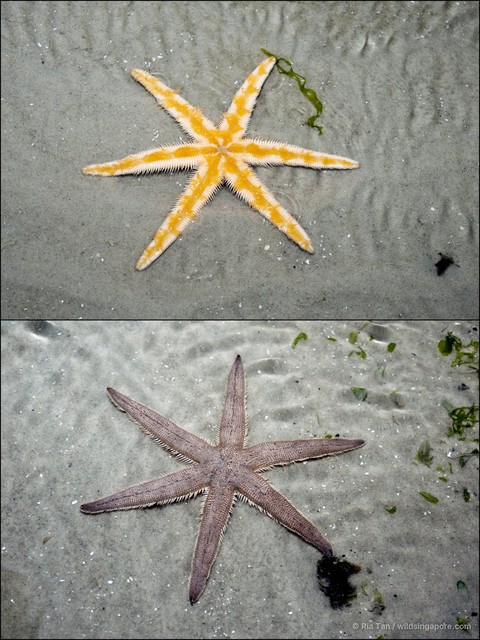 Luidia penangensis•&copy; Ria Tan•All Rights Reserved