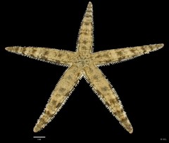 Archaster typicus•&copy; REL•All Rights Reserved