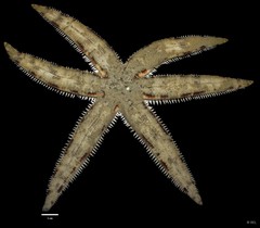 Archaster typicus•&copy; REL•All Rights Reserved