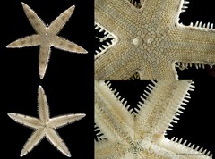 Archaster typicus•&copy; CMBS photography team•All Rights Reserved