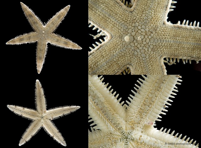 Archaster typicus•&copy; CMBS photography team•All Rights Reserved