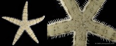 Archaster typicus•&copy; CMBS photography team•All Rights Reserved