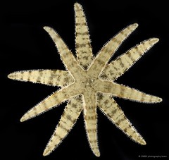 Archaster typicus•&copy; CMBS photography team•All Rights Reserved