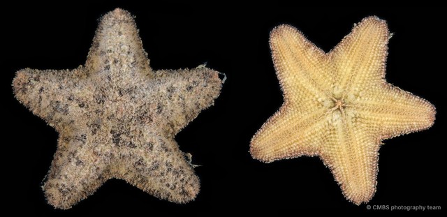 Asterina sp. "1"•&copy; CMBS photography team•All Rights Reserved