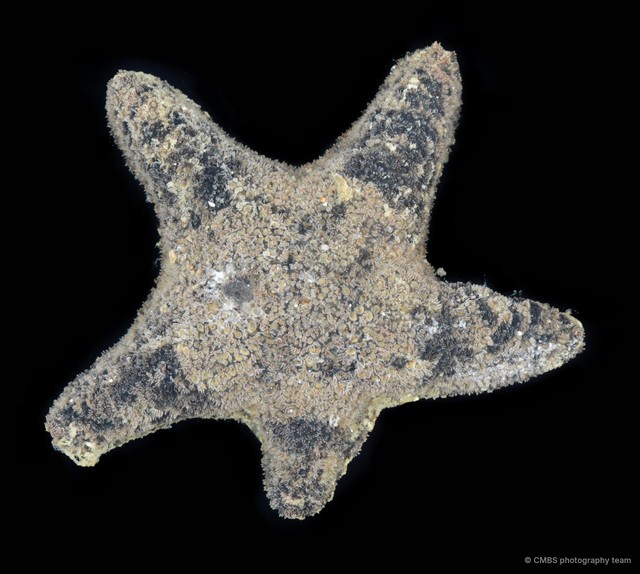 Asterina sp. "2"•&copy; CMBS photography team•All Rights Reserved