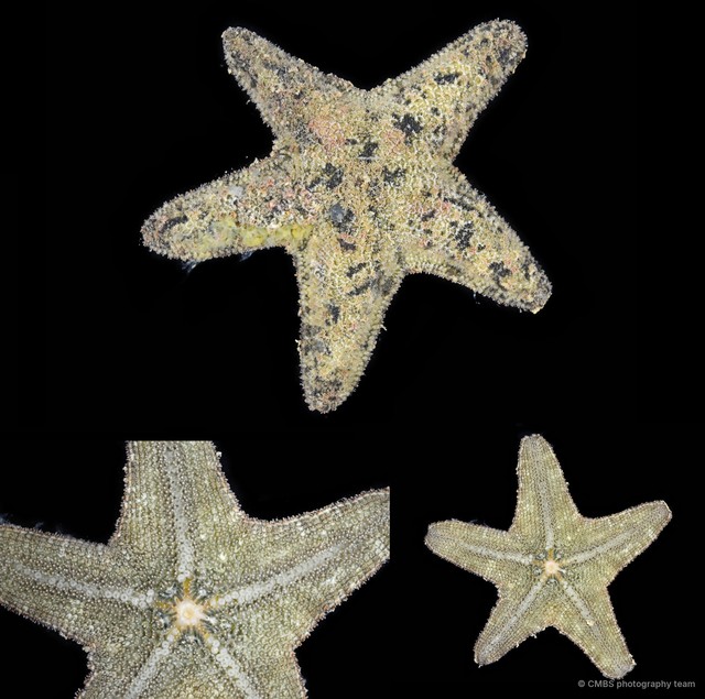 Asterina sp. "3"•&copy; CMBS photography team•All Rights Reserved