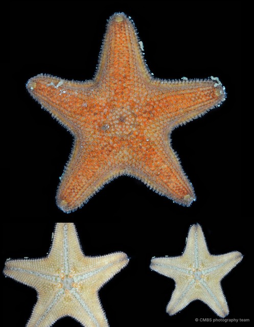 Asterina sp. "4"•&copy; CMBS photography team•All Rights Reserved