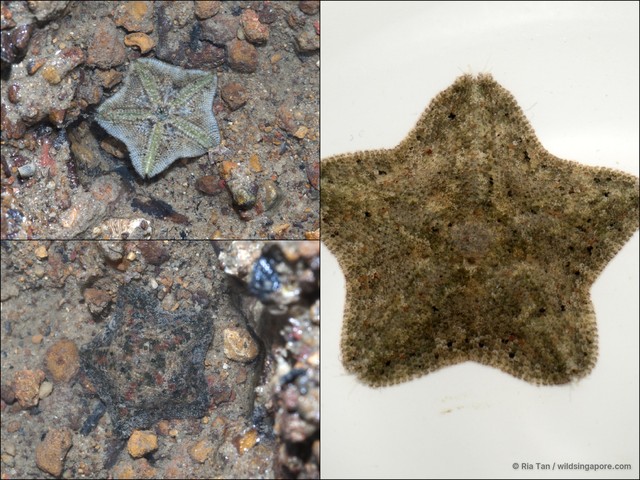 Cryptasterina sp. "aadf7549"•&copy; Ria Tan•All Rights Reserved