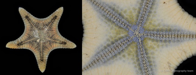 Goniodiscaster sp. "1"•&copy; CMBS photography team•All Rights Reserved