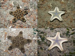 Goniodiscaster scaber•&copy; Ria Tan•All Rights Reserved