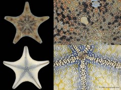 Goniodiscaster scaber•&copy; CMBS photography team•All Rights Reserved