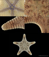 Goniodiscaster scaber•&copy; CMBS photography team•All Rights Reserved